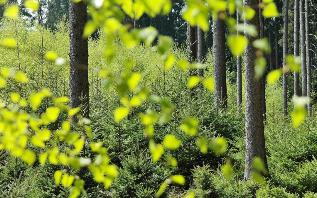 ĮMONEI SUTEIKTAS FSC® GAMYBOS GRANDIES SERTIFIKATAS