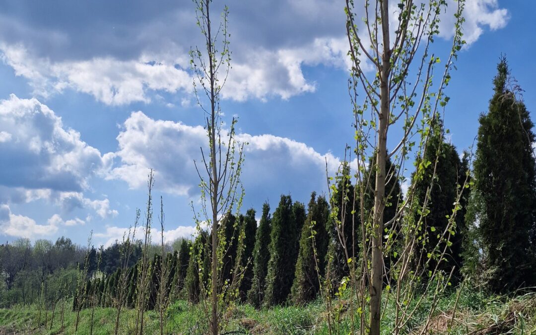 “HOMANIT LIETUVA” PRISIDEDA PRIE ŽALIOJO PAVASARIO🌿