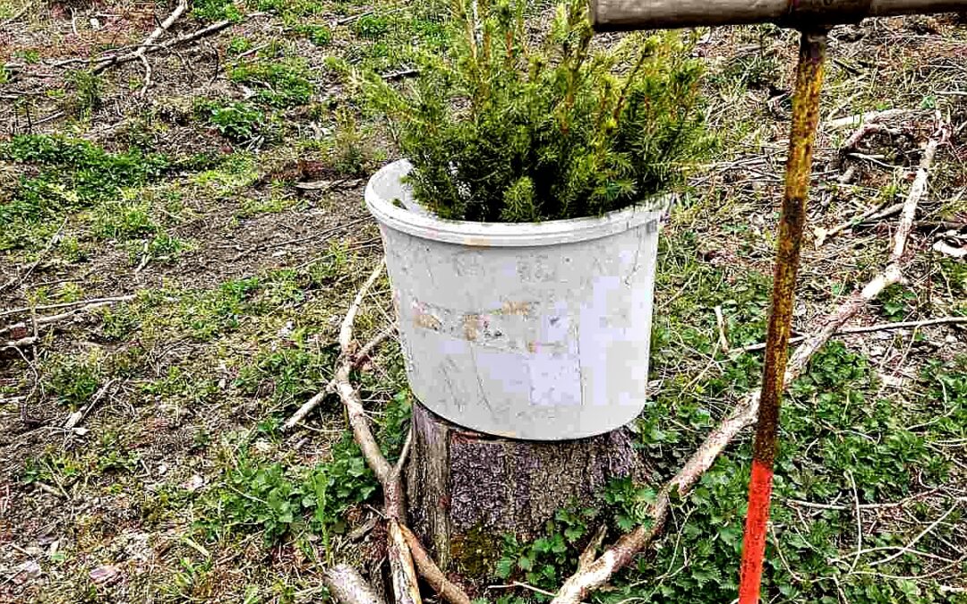 PRASMINGA POPIETĖ GAMTOJE